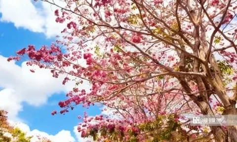 Cận cảnh con đường hoa kèn hồng đang “gây sốt” ở Cần Thơ