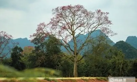 Hoa gạo bung nở rực rỡ, nhuộm đỏ một vùng quê xứ Nghệ