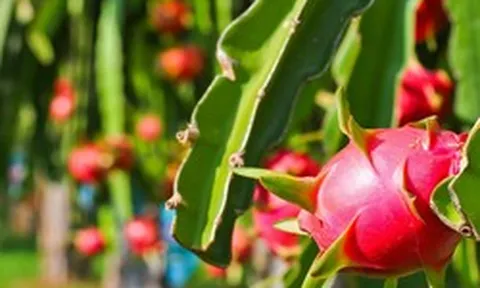 Bộ Nông nghiệp và Môi trường nói gì về tần suất kiểm tra của EU với thanh long từ Việt Nam?