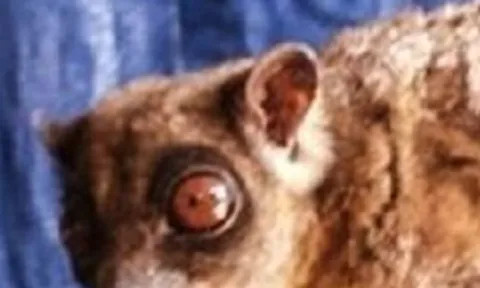 Loài vật quý hiếm bậc nhất hành tinh ngỡ đã tuyệt chủng 6.000 năm bất ngờ "tái xuất"