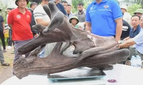 Mang thứ như "khúc củi khô" đi bán anh nông dân "đút túi" ngay 107 triệu đồng