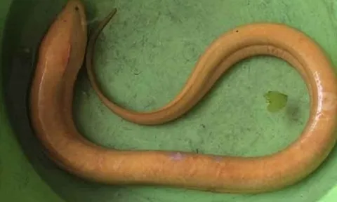 Người phụ nữ bắt được con lươn vàng nặng 800g trên cánh đồng