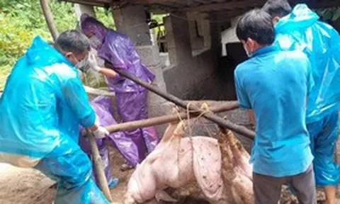 300 tấn heo nhiễm dịch vào trường học: Nguy cơ ngộ độc, ký sinh trùng đáng sợ thế nào?