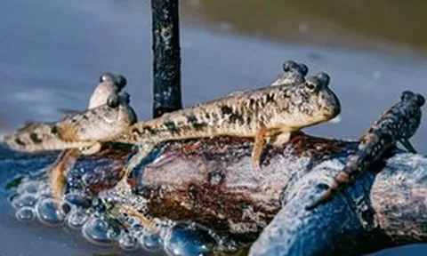 Loài cá biết leo cây, biết chạy nhảy trên cạn, là đặc sản trứ danh miền Tây