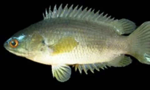 Bắt được con cá rồi ngậm trong miệng, người đàn ông tử vong thương tâm