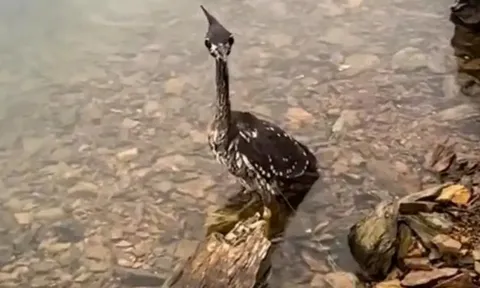 Giải cứu chim lạ mắc lưới, người đàn ông sốc nặng khi biết độ quý hiếm