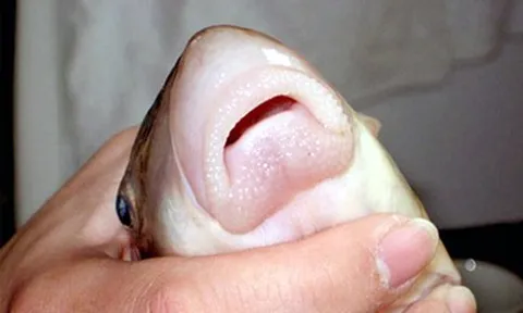 Thứ đặc sản "ngũ quý hà thủy" xưa dùng để tiến vua nay ví như một vị thuốc, đi chợ thấy đừng bỏ qua