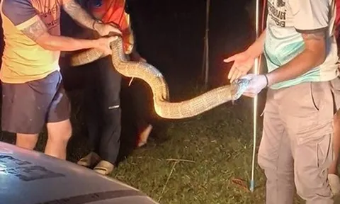 Cả gia đình bỏ chạy khi thấy rắn hổ mang chúa dài 4 mét bò vào nhà