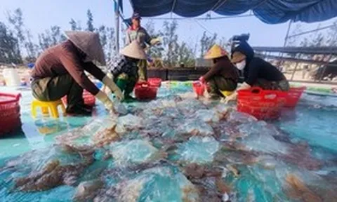 Lột xác cho loài nổi trên mặt biển, hướng ra thị trường quốc tế thành “vàng trắng” của ngư dân