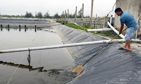 Quyết định mạo hiểm nuôi “vua của các loài ốc”, anh nông dân thu về tiền tỷ