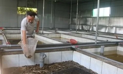 Hàng ngàn tấn lươn nuôi chưa tìm được đầu ra