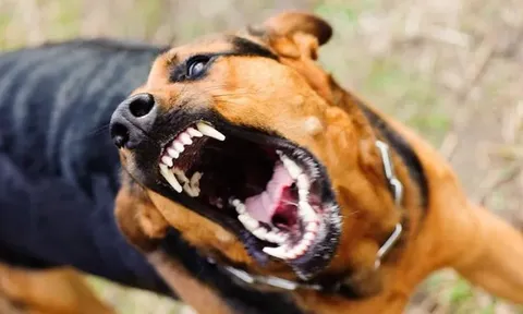 Chủ quán thịt chó bất ngờ sợ nước, sợ gió rồi tử vong, cơ quan chức năng truy vết nguồn lây