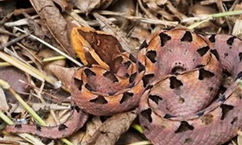 Đi hái điều, người đàn ông 37 tuổi bị con vật "cực độc" tấn công