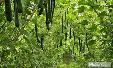 Trồng cây giải nhiệt "bình dân", anh nông dân bỏ túi hàng trăm triệu đồng/năm