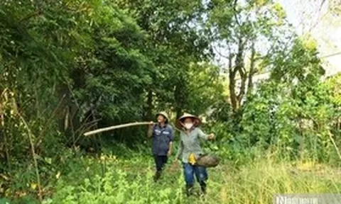 Vào rừng săn trứng kiến kiếm tiền triệu mỗi ngày