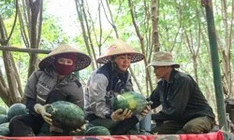 Giá dưới 3.000 đồng/kg, nông dân vựa dưa hấu lớn nhất Quảng Trị lỗ triền miên