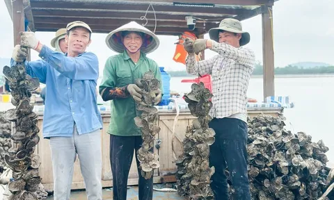 Nuôi con “thần dược” vỏ cứng thân mềm, anh nông dân thu tiền tỷ mỗi vụ