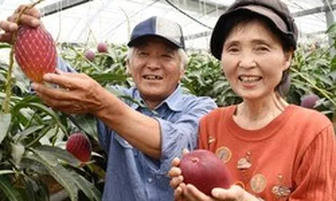 Loại quả được gọi là 'trứng của mặt trời' vừa được trồng thành công tại Việt Nam - có gì đặc biệt mà giá có thể lên tới 3.000 USD/cặp?