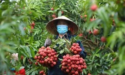 Giá vải thiều tăng gấp ba ngay đầu vụ