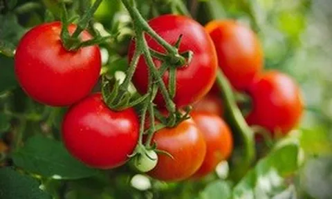 Loại quả giá rẻ ở Việt Nam nhưng xếp số 1 về dinh dưỡng theo CDC Hoa Kỳ