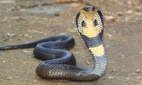 Người đàn ông tử vong sau khi bị rắn hổ mang chui vào quần