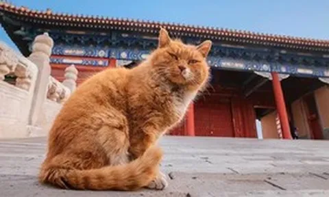 Bí ẩn chưa lời giải: “Bóng đen” 200 con mèo trong Tử Cấm Thành