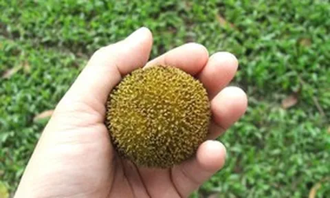 Loại quả quê nhìn lạ mắt mọc bờ rào nay "lên đời" đặc sản, giá 120.000đ/kg