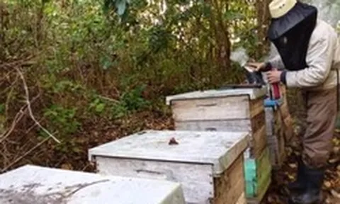 "Vàng ngọt" triệu USD tại Cuba: Xuất khẩu 8.000 tấn ra quốc tế, châu Âu sẵn sàng chi bội tiền