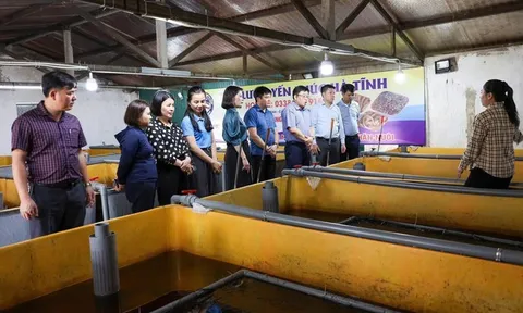 Khởi nghiệp với mô hình nuôi lươn không bùn, người phụ nữ ngồi chờ hái “quả ngọt”