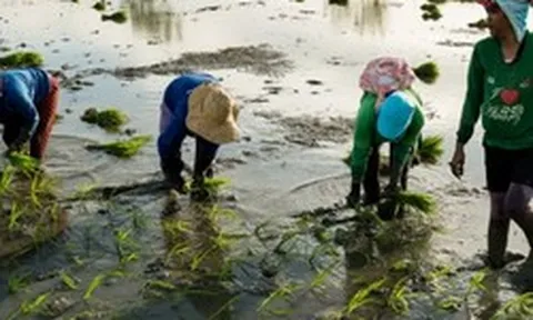 Buồn của quốc gia nhập khẩu gạo lớn nhất thế giới: Sản lượng nội địa sắp giảm mạnh gần 1 nửa, nông dân chịu cú sốc kép