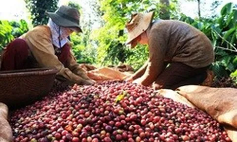Giữa 'cơn bão' giảm giá, một mặt hàng của Việt Nam vẫn đón tin vui lớn từ EU
