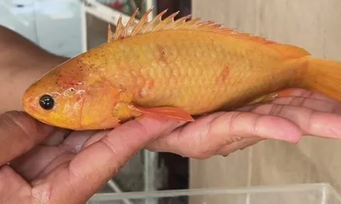 Bắt được con cá vàng, người đàn ông quyết không bán khi có người hỏi mua