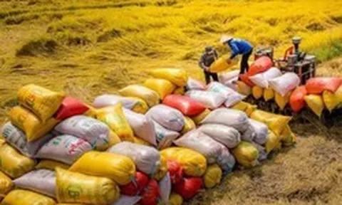 Xuất khẩu 70.000 tấn gạo Việt xanh phát thải thấp