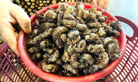 Thứ tưởng vô dụng trong rừng bất ngờ được săn lùng với giá gần 2 triệu đồng/kg, dân thi nhau đi nhặt