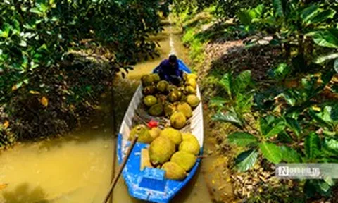 Giá mít lao dốc giữa mùa thu hoạch, nhiều nhà vườn “đứng ngồi không yên”