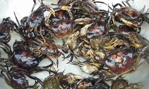 Cua đồng – món ăn dân dã quen thuộc ngày hè tốt cho xương