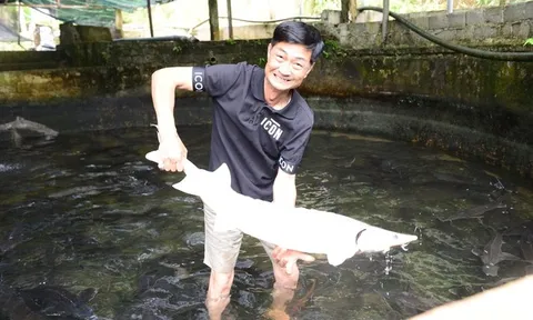 Người tiên phong đưa cá tầm lên núi: Từng "hái" tiền tỷ, nay thấp thỏm vì giá giảm sâu