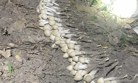 Loài cây "từ đất chui lên", giá hơn 1 triệu/kg vẫn có người mua
