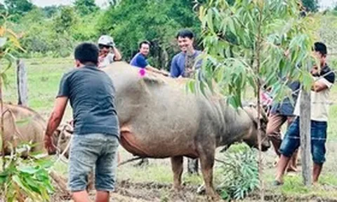 Khống chế trâu "điên" ở Đắk Lắk húc 4 người nhập viện