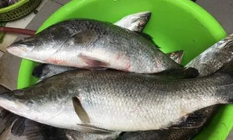 Loài cá giá trị với dinh dưỡng vượt trội, sống được cả ở nước ngọt và nước mặn