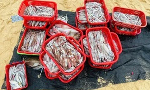 Thức trắng đêm săn "lộc biển", ngư dân thu tiền triệu mỗi chuyến