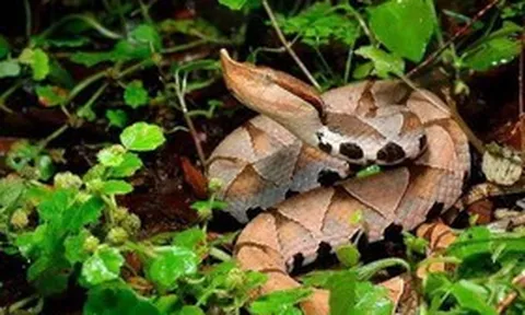 Dùng tay đút thức ăn cho rắn, người đàn ông nhận hậu quả "không thể ngờ"