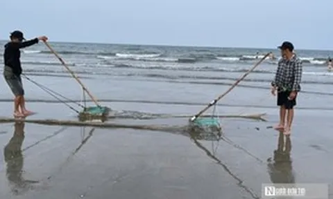 Ngư dân chạy đua với thuỷ triều, cào “lộc trời” kiếm tiền triệu mỗi ngày