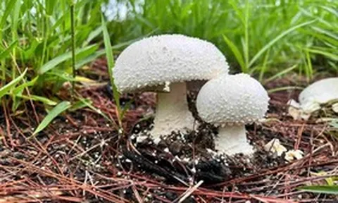 Hái cây "lạ" đẹp mắt về ăn, người đàn ông tử vong