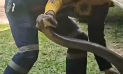 Bắt sống rắn hổ mang chúa khổng lồ dài 4 mét ẩn nấp trong xe