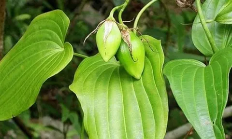 Loại cây mọc dại được ví quý "như sâm người nghèo", giúp bổ phổi, giảm ho nhưng ít người biết đến