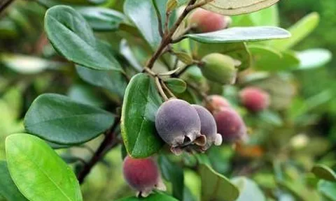 Loại quả là vị thuốc, giàu dưỡng chất nhưng 5 nhóm người không nên dùng