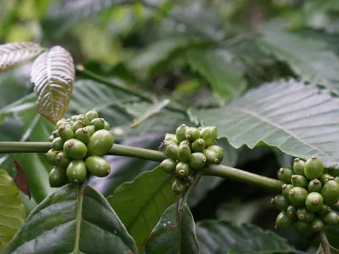 Giá cà phê hôm nay 13/1/2025: nhận định cà phê tuần này, Arabica sáng cửa tăng