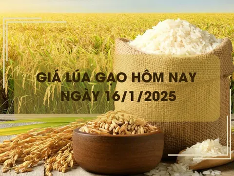 Giá lúa gạo hôm nay 16/1: giá gạo giảm nhẹ