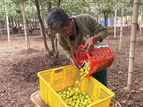 Giáp Tết Nguyên đán 2025, đặc sản táo muối Bàng La khan hàng